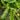 Cocozelle Summer Squash (Heirloom 58 Days) - Vegetables