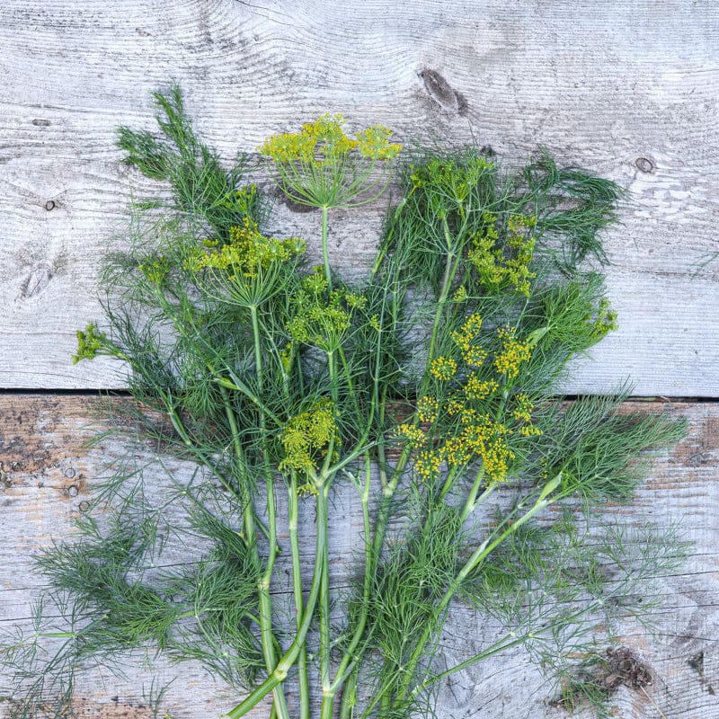 potted dill plant Compatto Dill