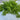 Confetti Cilantro - Herbs