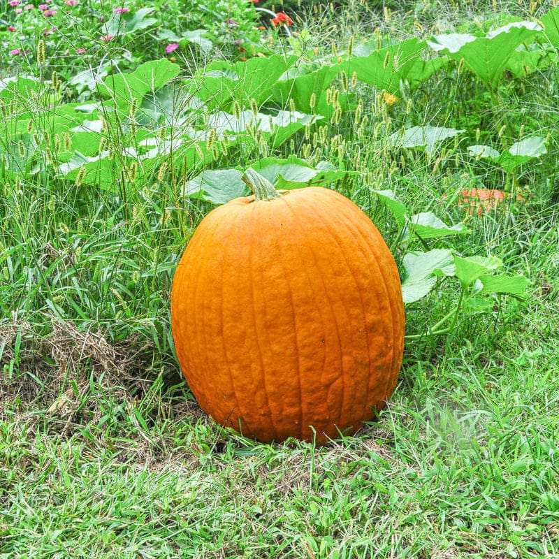 where to buy pumpkin seeds for planting near me Connecticut Field Pumpkin (Cucurbita pepo)