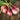 Fresh shallot from home garden on rustic wooden background.