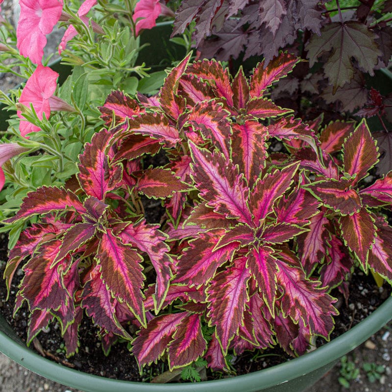 coleus plant seeds Coral Candy Premium Sun Coleus – Pinetree Garden Seeds