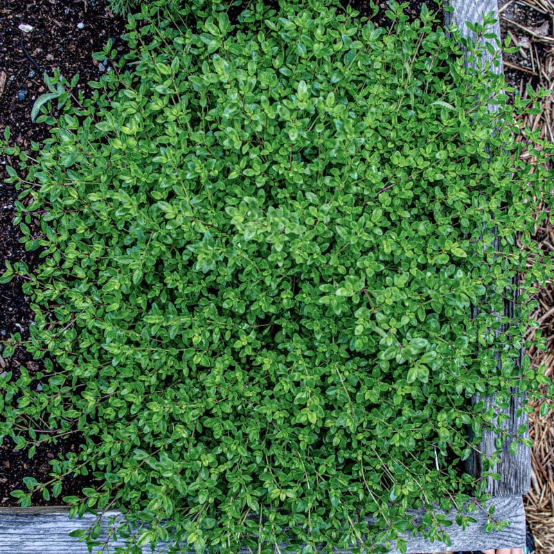plant thyme seeds Creeping Thyme