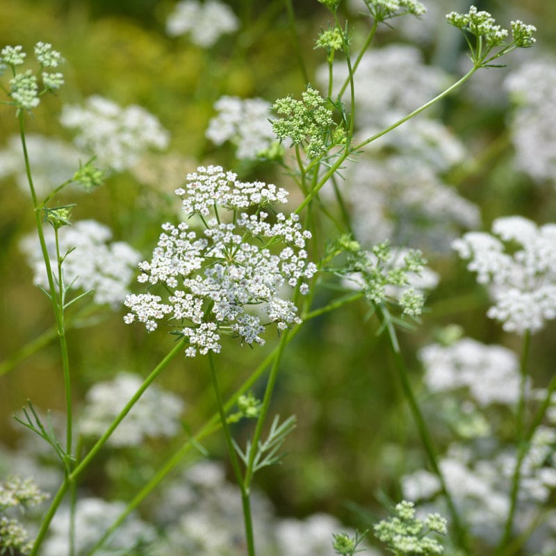 cumin plant seeds Cumin
