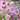 Daydream Cosmos - Flowers