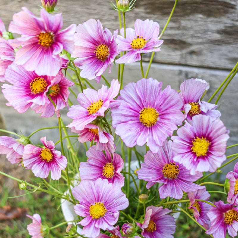 cosmos plant seeds Daydream Cosmos