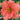 Daylily ’South Seas’ - Spring