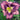 Daylily ’You’ve Got Soul’ - Spring