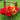 Double Gudoshnik Tulip - Fall