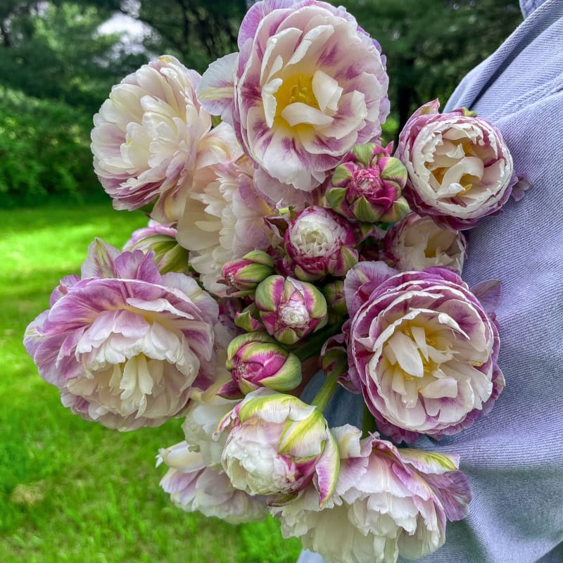 tulip flower tulip seeds Double Surprise Tulip