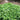 Dwarf Greek Basil - Herbs