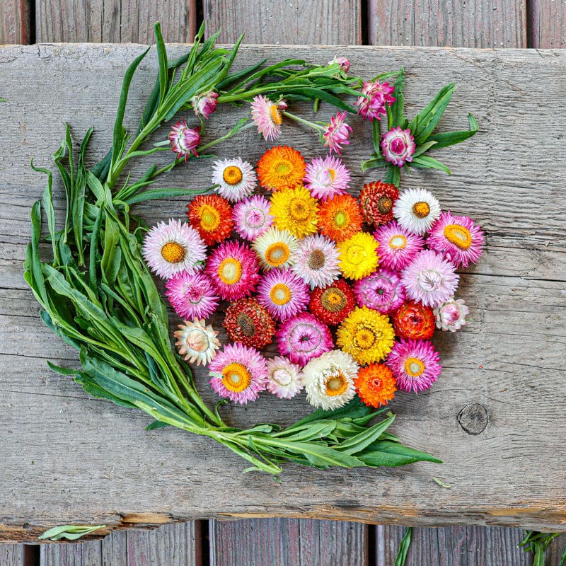 dry flower seeds STRAWFLOWER