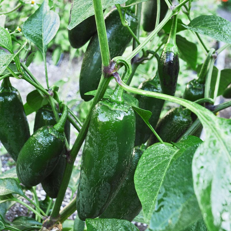 plant jalapeno pepper seeds Early Jalapeño Pepper (Organic Heirloom 66 Days)