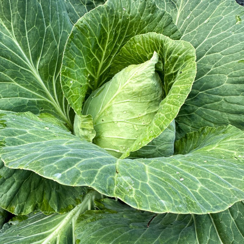 jersey garden seeds Early Jersey Wakefield Cabbage (Heirloom, 60-75 Days)