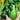 Eightball Zucchini Summer Squash (F1 Hybrid 35 Days) - Vegetables