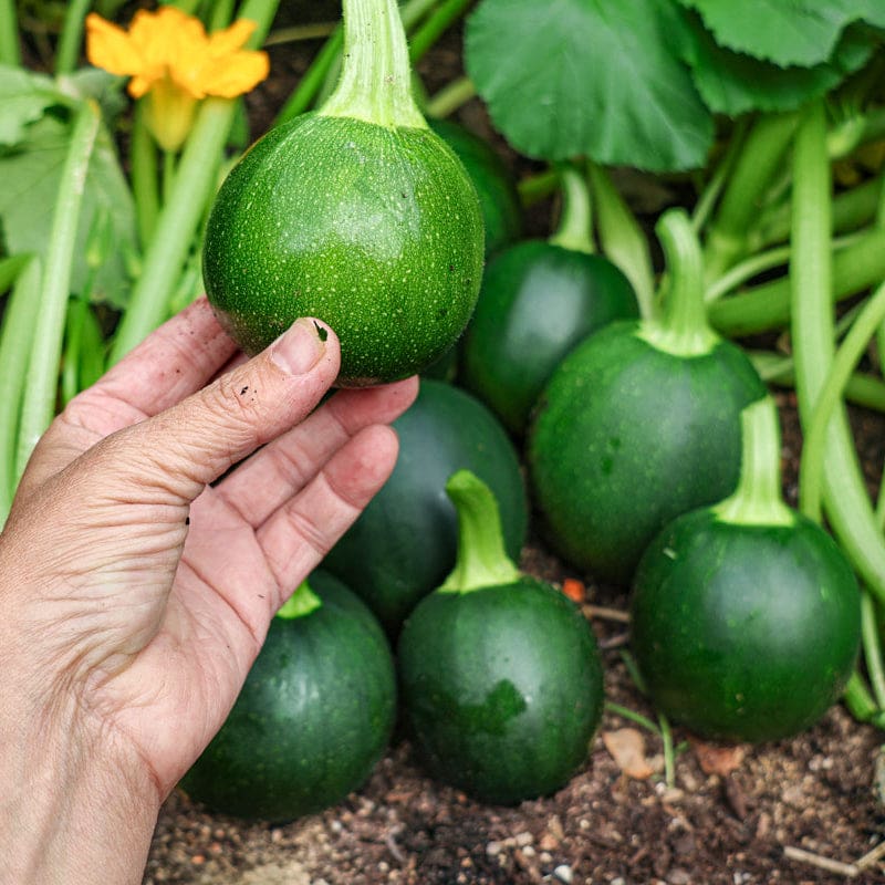 planting zucchini squash seeds Eightball Zucchini Summer Squash (F1 Hybrid 35 Days)