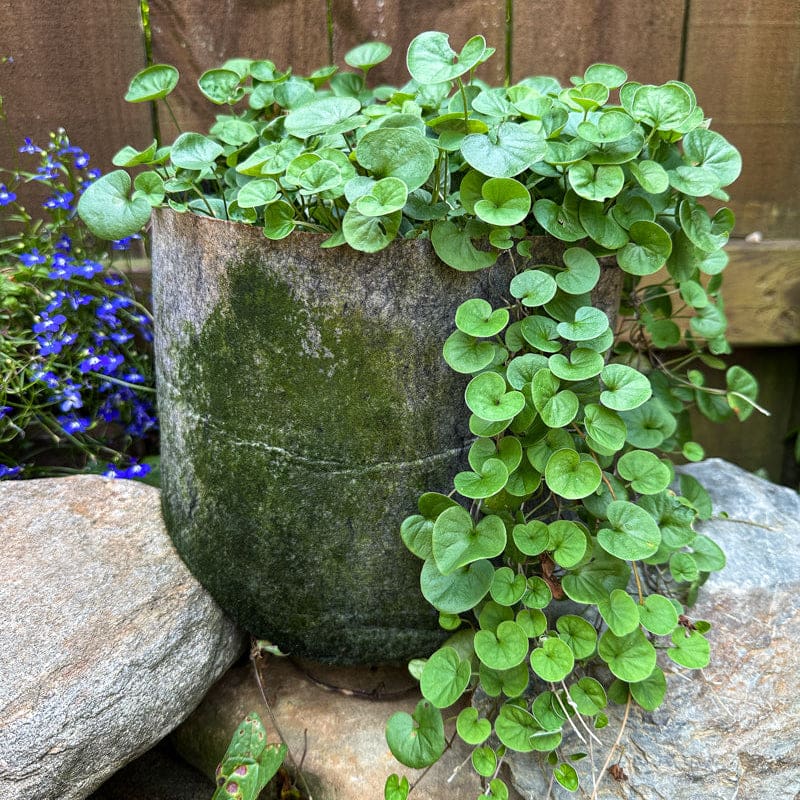 silver falls plant seeds Emerald Falls Dichondra