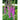 Excelsior Hybrid Foxglove - Flowers