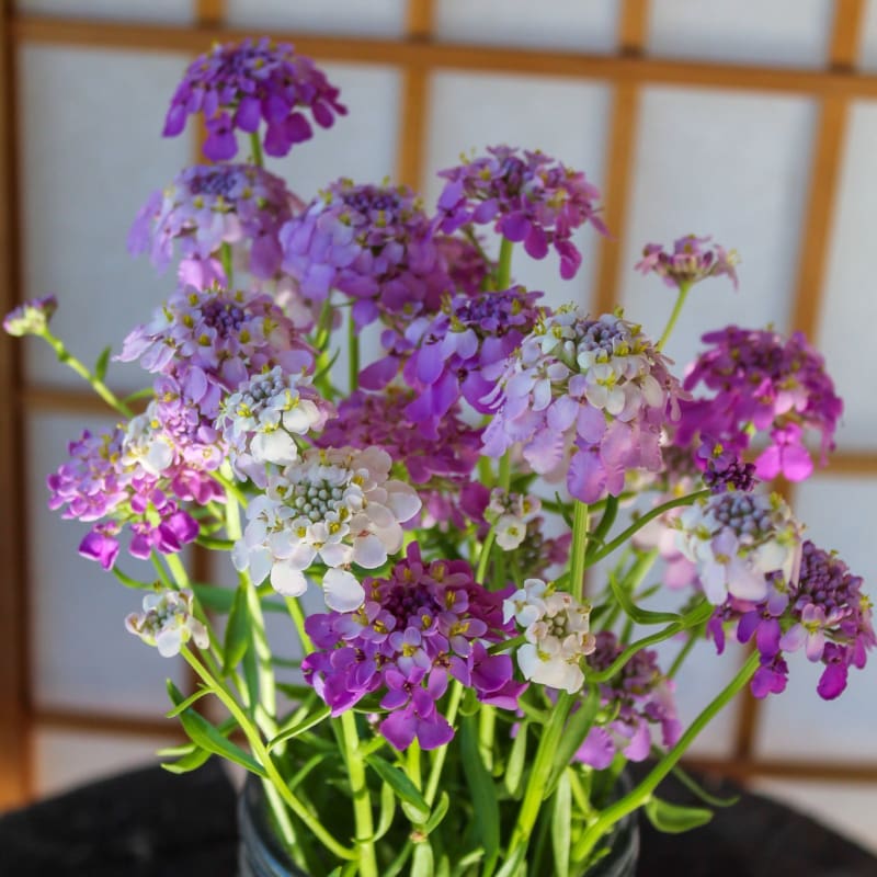candytuft flower seeds Fairy Mix Candytuft