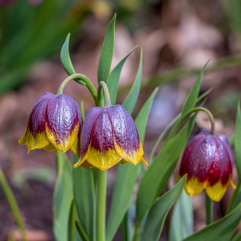 planting fritillaria seeds Fritillaria Michailovskyi