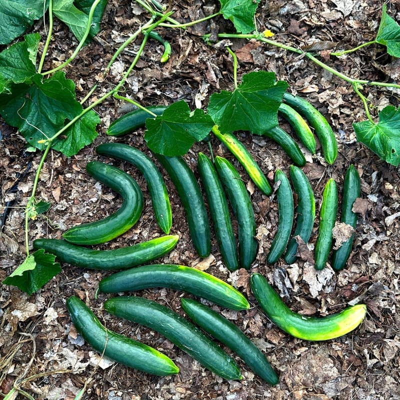 garden sweet burpless cucumber seeds Garden Sweet Burpless Cucumber (F1 Hybrid 60 Days)