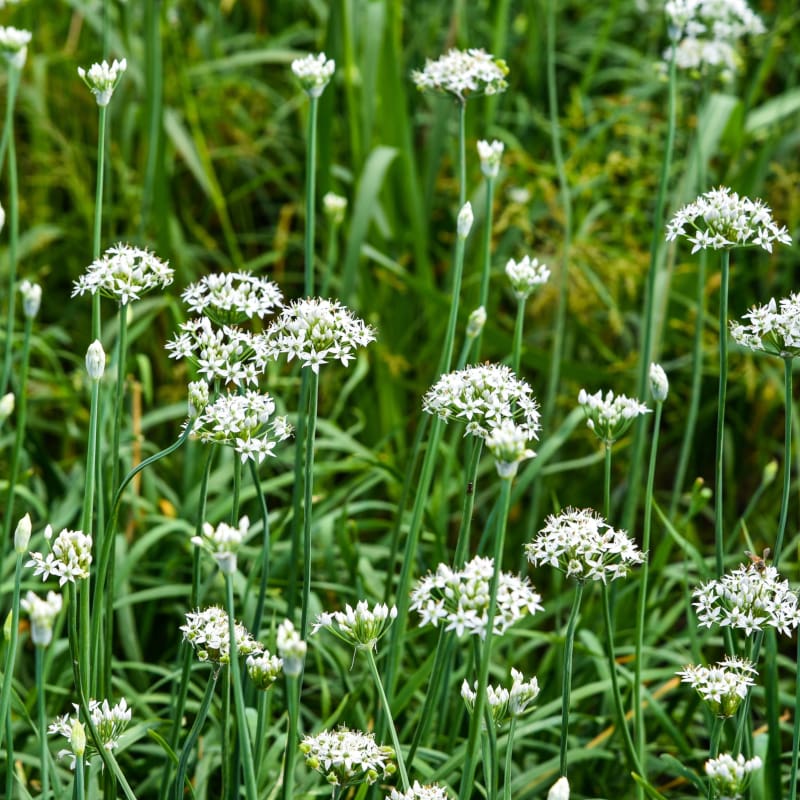 planting garlic chives from seed Garlic Chives