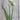 Geisha Garlic Chives - Herbs