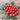 Geranium Kiss Tomato (68 Days) - Vegetables