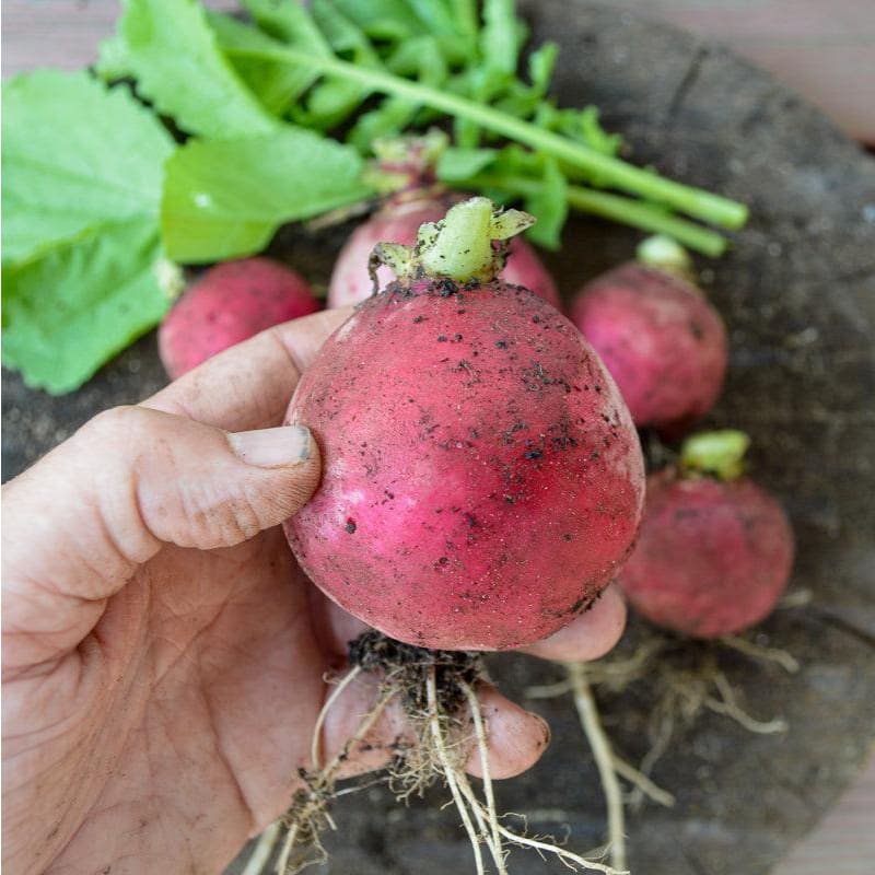 radish seed planting depth German Giant Radish (Heirloom, 37 Days)