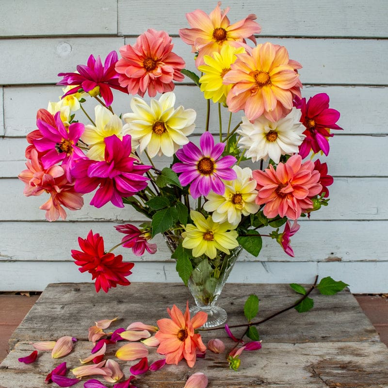 johnny's seeds dahlias Giant Hybrid Mix Dahlia