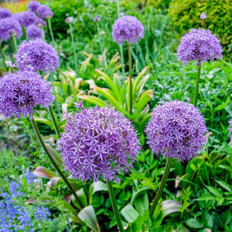 allium plant seeds Gladiator Allium