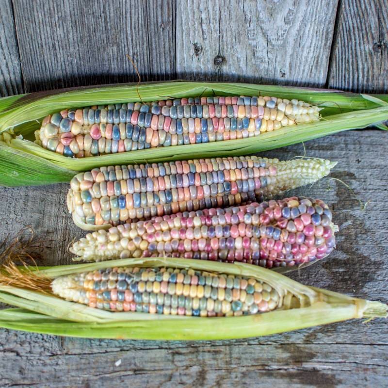 organic corn seeds for planting Glass Gem Corn (Organic 100 Days)