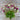 Globe Amaranth - Flowers