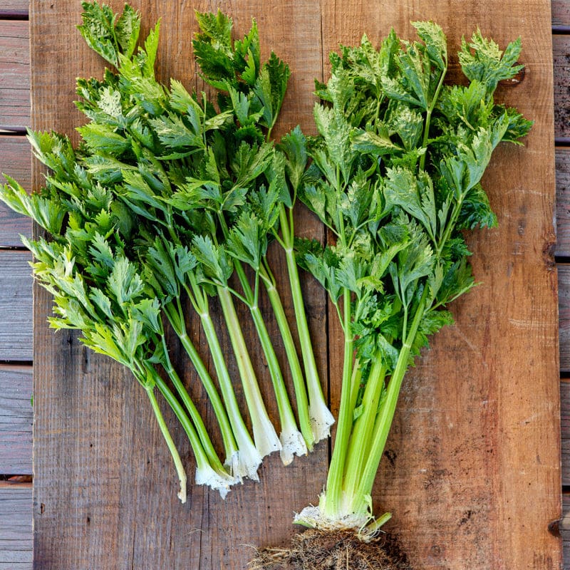 celery seed plant Golden Pascal Celery (Heirloom 101 Days) – Pinetree Garden Seeds