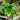 Golden Pascal Celery (Heirloom 101 Days) - Vegetables