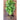 Golden Pascal Celery (Heirloom 101 Days) - Vegetables
