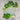 Golden Self Blanching Celery (Heirloom 105 Days) - Vegetables