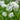 Graceful Beauty Allium - Fall