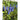 Grape Hyacinth - Fall