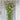 Greek Oregano - Herbs