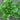 Green Ice Lettuce (45 Days) - Vegetables