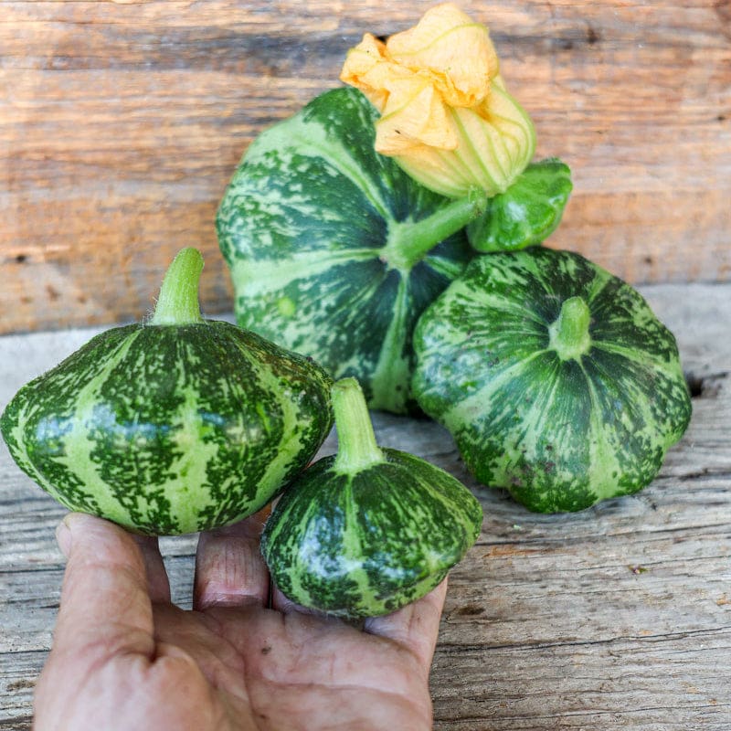 summer squash seed planting Green Lightning Summer Squash (F1 Hybrid 45 Days)