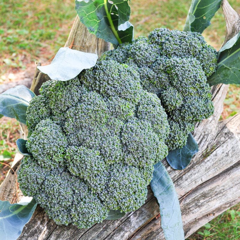 magic garden seeds Green Magic Broccoli (F1 Hybrid 60 Days) – Pinetree Garden Seeds