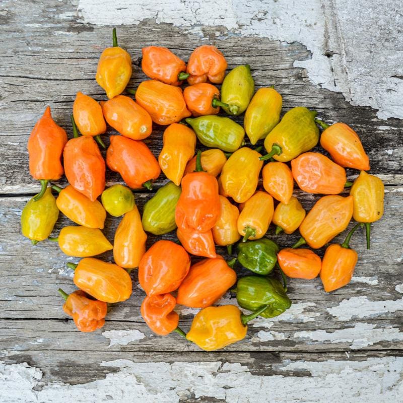 fertilizer for habanero plants Habanero Hot Pepper (Heirloom 90 Days)