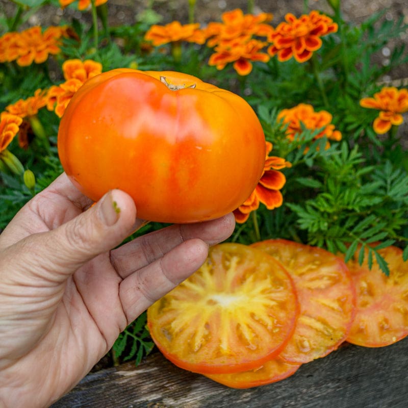 harvest tomato seeds for planting Harvest Moon Tomato (Organic F1 Hybrid 75 Days)