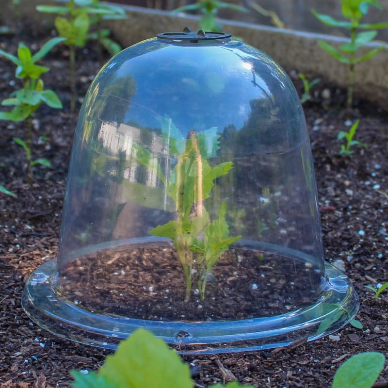 plastic cloches for garden plants Haxnicks Garden Cloches Baby Size (3 pack)