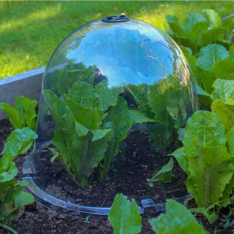 nether star seeds garden cloche Haxnicks Garden Cloches King Size (2 pack)