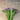 Heavenly Blue Statice - Flowers