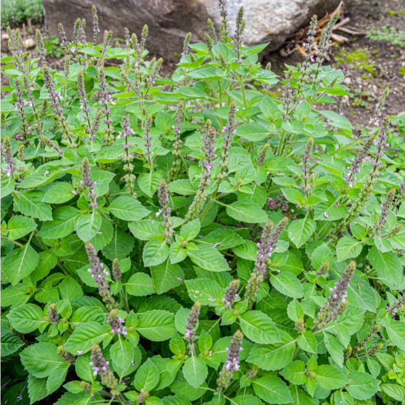 tulsi plant seeds Holy Basil