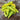 Hungarian Yellow Wax Pepper (65 Days) - Vegetables